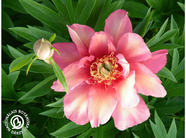 Paeonia   'Julia Rose'